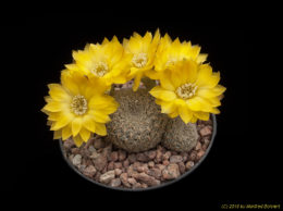 Sulcorebutia naunacaensis WK956 3386